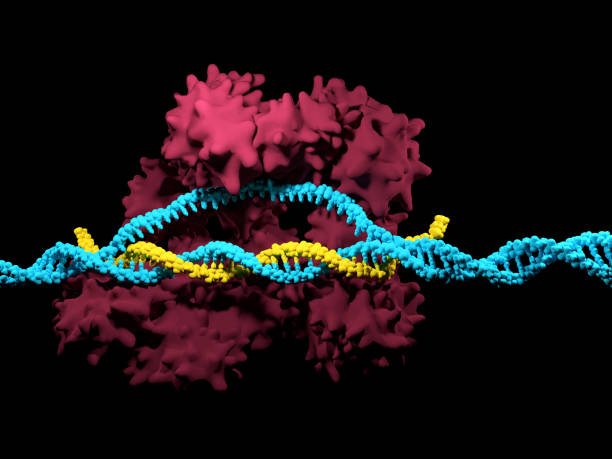 Scoperte in campo genetico: Modifica del gene CRISPR-Cas9